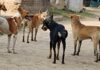 राजातालाब में आवारा कुत्तों का आतंक, बच्चों की सुरक्षा पर मंडराया खतरा